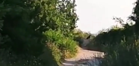 Все още няма следа от шуменската пантера