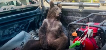 Спасиха мече, преяло с отровен мед в Турция (Видео)